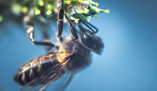 Bee - Powered by Adobe