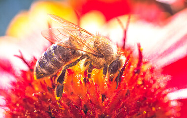 Bee