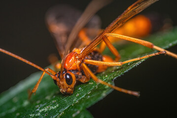 Fly