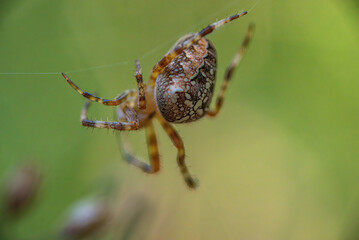 Spider