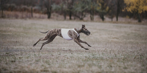 Greyhound racing across grass field during lure coursing championship. Concept of competition discipline, animal performance, power, and professional motion capture.