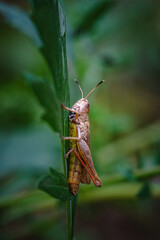 Grasshopper