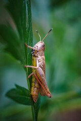 Grasshopper