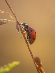 Ladybug © ghostdom