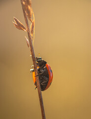 Fototapeta premium Ladybug