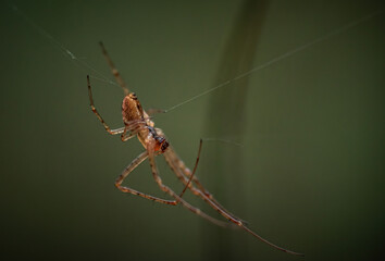 Spider