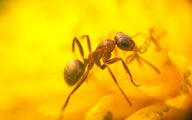 Insect