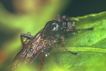 Fly