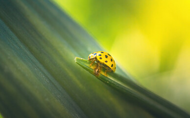 Ladybug