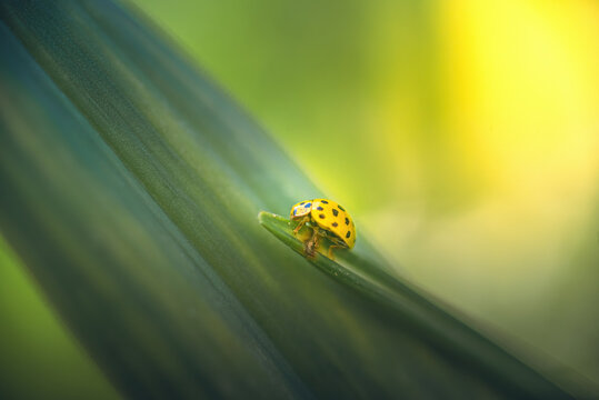 Ladybug