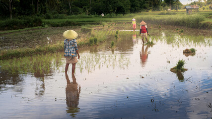 Farmers are planting rice in the farm. Farmers bend to grow rice. Agriculture in Asia.Cultivation...