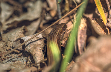 Snake