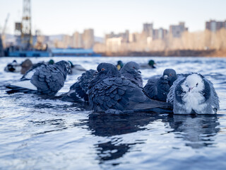 City pigeons bathing in a pond