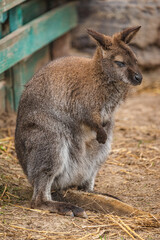 Kangaroo
