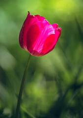 Obraz premium Tulip
