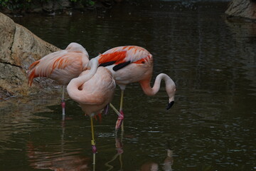 Flamingos in the water