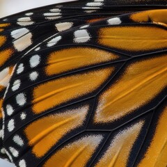 Naklejka premium A close up of a butterfly wing with white spots