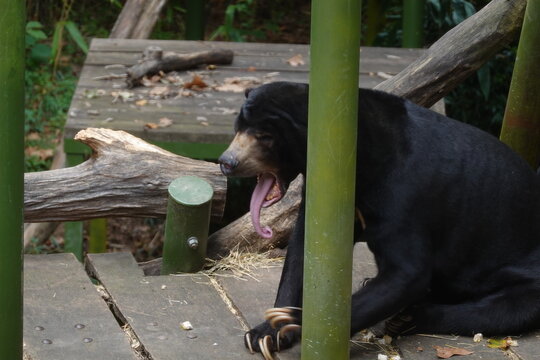 Sloth Bear tongue