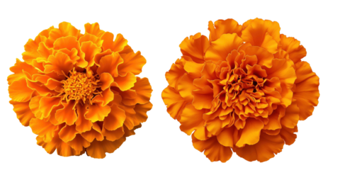 Duo of Radiant Blooms: A pair of vibrant orange marigold blossoms showcase their intricate petals, exuding warmth and charm in a stunning floral display.