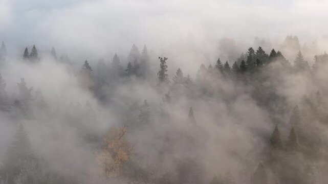 Morning fog drifts through a scenic, forested Pacific Northwest landscape near Portland, Oregon. Fog and mist forms when moist air cools to its dew point, causing water vapor to condense.