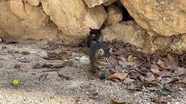 two kittens are outside near rocks in autumn