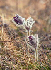 Wild flowers