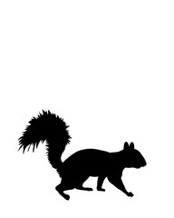 vector illustration of a cartoon squirrel