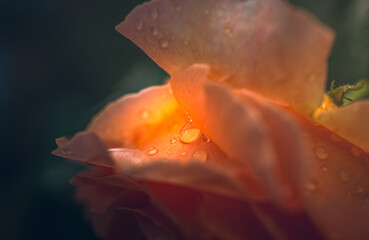 Fototapeta premium Rose