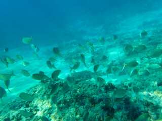 Ocean underwater rays of light background, under blue water sunlight. Underwater background, ocean or sea surface seen from under water. Rays of light beams, abstract marine backdrop. Nature landscape
