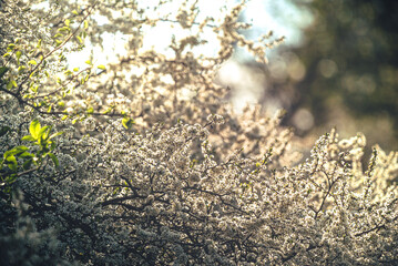 Wild flowers