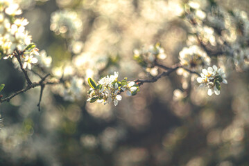 Wild flowers
