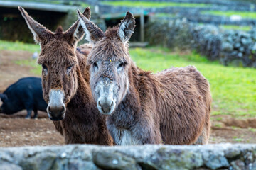 Fototapeta premium Farm animals two cute donkeys and the pig on the background farm yard in the countryside