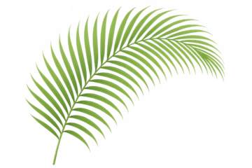 Green tropical palm frond creating tropical holiday, nature, and summer concepts, transparent background