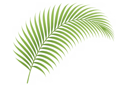 Green tropical palm frond creating tropical holiday, nature, and summer concepts, transparent background