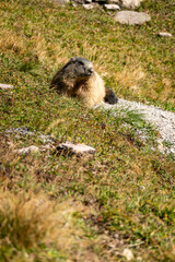 Ein Murmeltier in den Schweizer Bergen