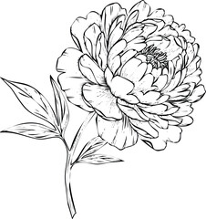 Hand drawn peony flower blossom with stem and leaves vector art