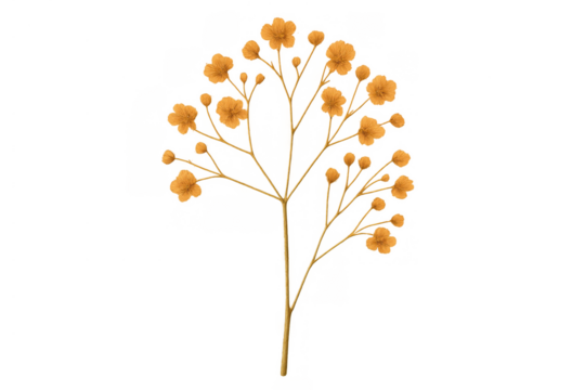 Delicate orange flowers on a branch with tiny blooms, elegant botanical flora design element, transparent background