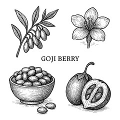 Goji Berry Botanical Engraving Set Transparent Background