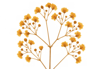 Yellow dried baby's breath flowers, a delicate botanical watercolor illustration on a transparent background