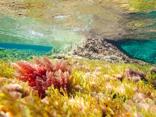 Ocean underwater rays of light background, under blue water sunlight. Underwater background, ocean or sea surface seen from under water. Rays of light beams, abstract marine backdrop. Nature landscape