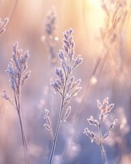 Fototapeta premium lavender flowers in the morning