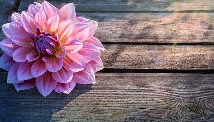 a vibrant dahlia a stunning display of soft pinks and purples rests delicately on a weathered wooden surface