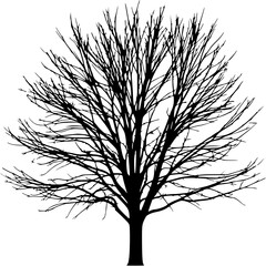 Obraz premium Brown bare tree silhouette isolated on white background, representing winter or autumn season 