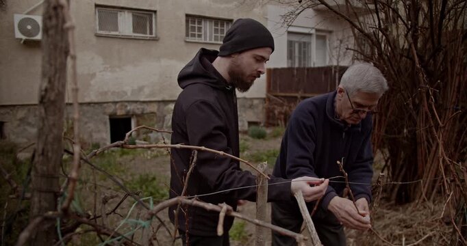 An experienced senior man and a younger partner are seen working together, pruning vines in a home garden. This video showcases inter generational bonding, teamwork, and shared agricultural knowledge.