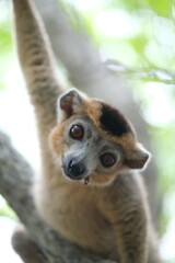 Obraz premium lemur portrait with expressive eyes, endemic lemur species in rainforest, madagascar