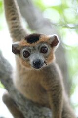 Obraz premium lemur portrait with expressive eyes, endemic lemur species in rainforest, madagascar