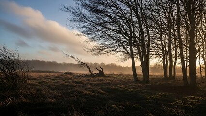 Misty Morning Landscape - Trees Silhouetted Against a Soft, Cloudy Sky.