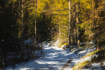 winter forest landscape with snow