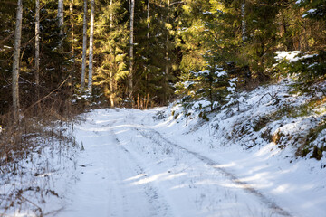 winter forest landscape with snow