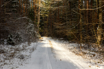 winter forest landscape with snow